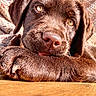 Ainhoa participe au concours pour gagner de l'argent avec cette photo : puppy, dog, chocolate_labrador, close_up, resting, paws, fur, eyes, cute, pet, canine, young_dog, indoors, knitted_fabric, warm_light, portrait, animal, cozy, soft_texture, adorable