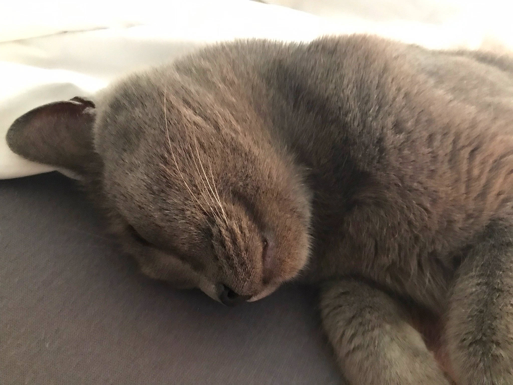 Kooki participe au concours pour gagner de l'argent avec cette photo : carnivore, cat, claw, comfort, domestic_short_haired_cat, felidae, flooring, fur, grey, nap, paw, russian_blue, sleep, small_to_medium_sized_cats, tail, terrestrial_animal, whiskers