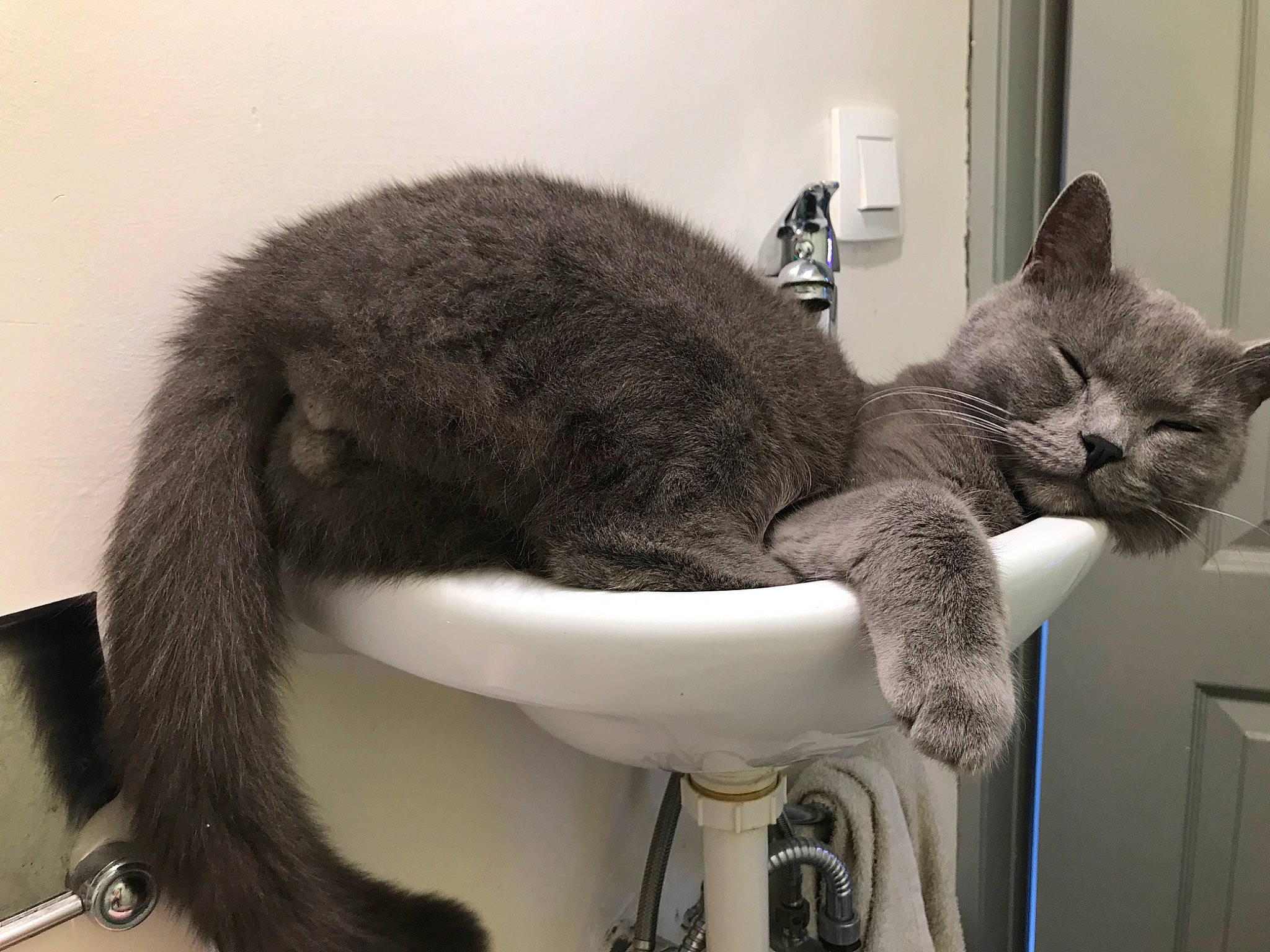 Kooki participe au concours pour gagner de l'argent avec cette photo : audio_equipment, carnivore, cat, cat_supply, claw, comfort, domestic_short_haired_cat, door, ear, felidae, fur, grey, pet_supply, russian_blue, small_to_medium_sized_cats, snout, tail, terrestrial_animal, watch, whiskers