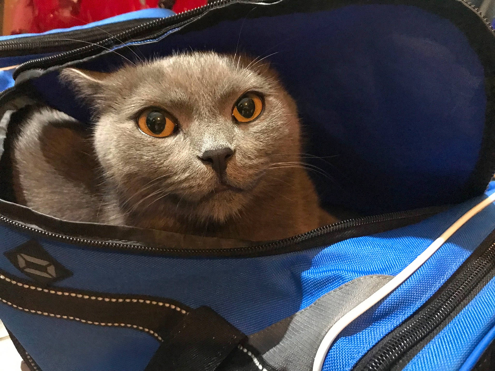 Kooki participe au concours pour gagner de l'argent avec cette photo : bag, baggage, carnivore, cat, cat_supply, comfort, domestic_short_haired_cat, electric_blue, felidae, fur, luggage_and_bags, small_to_medium_sized_cats, snout, whiskers