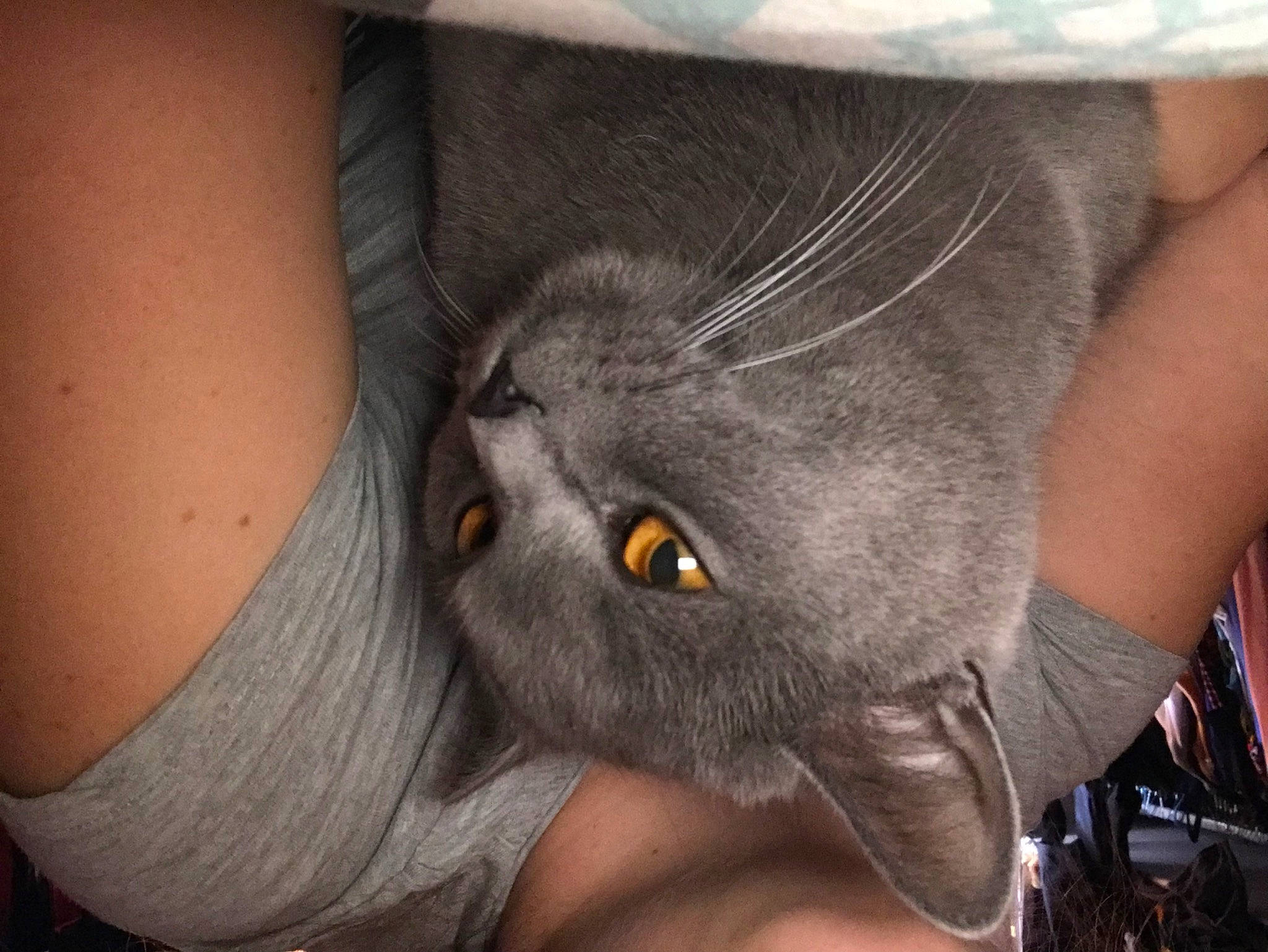 Kooki a rejoint le concours — aidez-le/la à gagner de superbes lots ! black_cat, carnivore, cat, claw, comfort, domestic_short_haired_cat, ear, felidae, fur, gesture, human_leg, nail, small_to_medium_sized_cats, snout, tail, thigh, whiskers