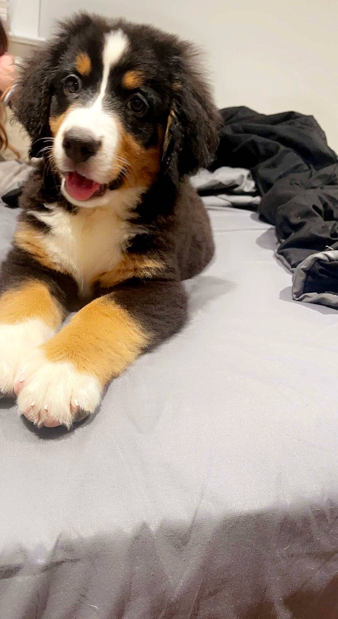 Blakely joined the competition — help win amazing prizes! bernese_mountain_dog, carnivore, companion_dog, dog, dog_breed, fur, snout, sporting_group, terrestrial_animal, working_dog