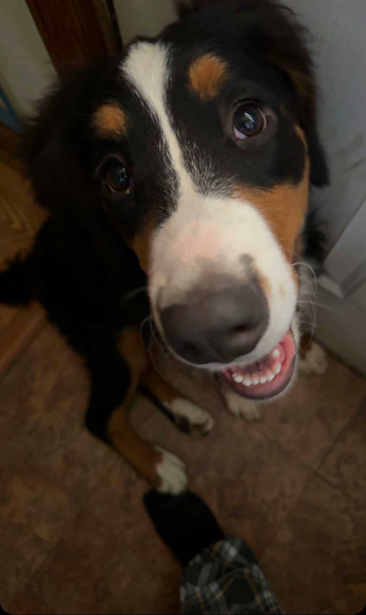 Blakely is registered to the contest to win money with this photo: bernese_mountain_dog, canidae, carnivore, collar, companion_dog, dog, dog_breed, flooring, fur, herding_dog, non_sporting_group, snout, sporting_group, whiskers, working_animal, working_dog