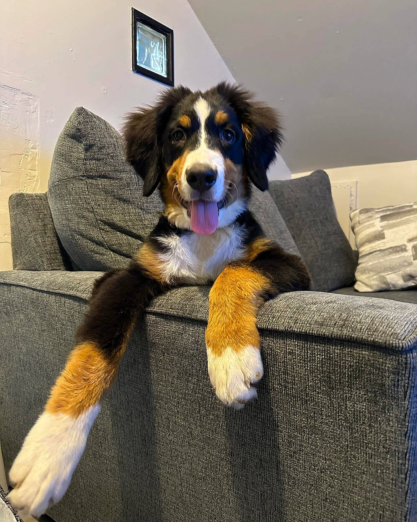 Blakely is registered to the contest to win money with this photo: ball, bernese_mountain_dog, border_collie, canidae, carnivore, comfort, companion_dog, dog, dog_breed, flooring, fur, giant_dog_breed, herding_dog, paw, snout, sporting_group, terrestrial_animal, whiskers, working_dog