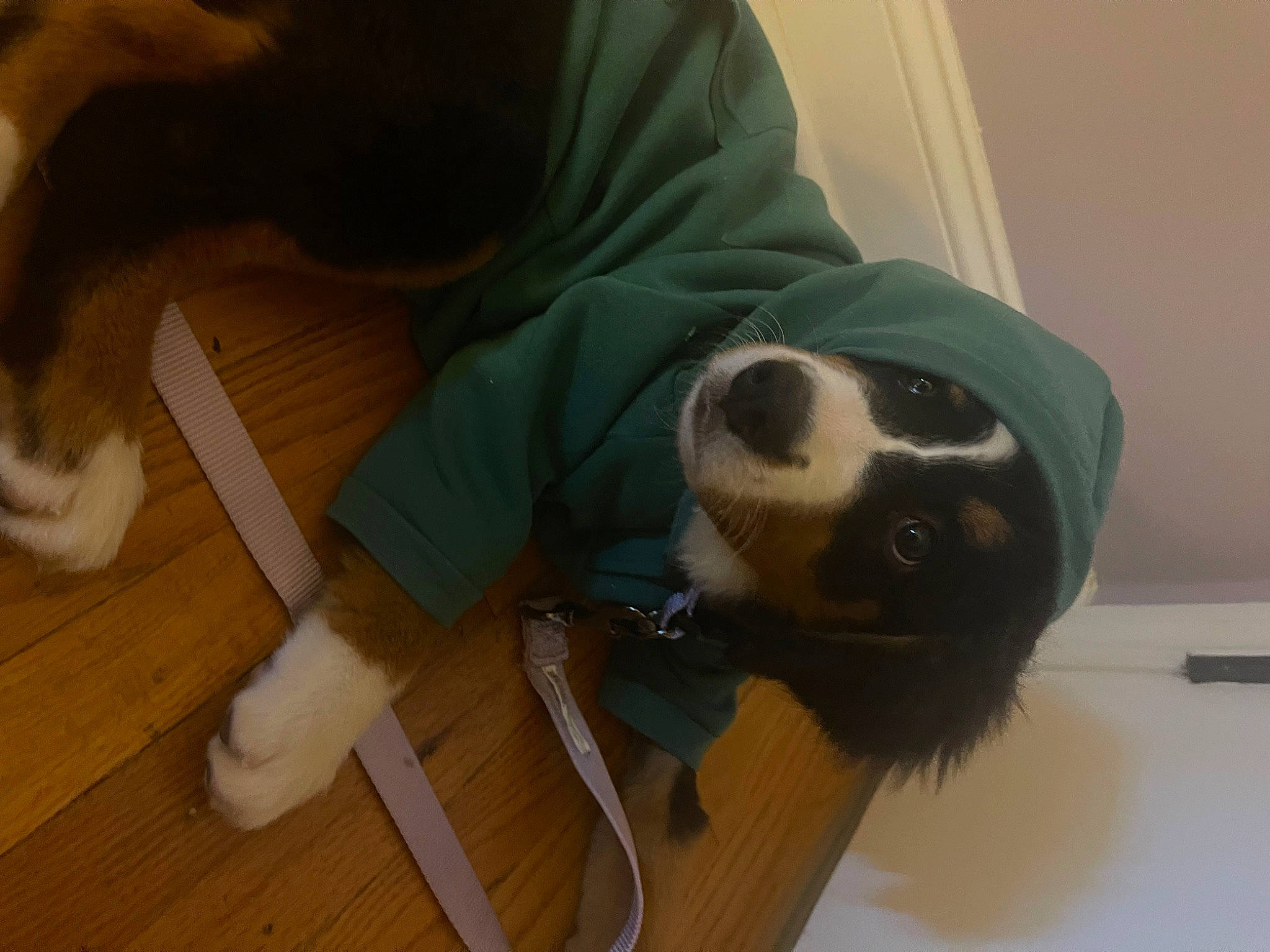 Blakely is registered to the contest to win money with this photo: canidae, carnivore, comfort, companion_dog, dog, dog_breed, dog_supply, fawn, floor, flooring, fur, hardwood, mammal, personal_protective_equipment, pet_supply, snout, tail, wood, wood_stain, working_animal