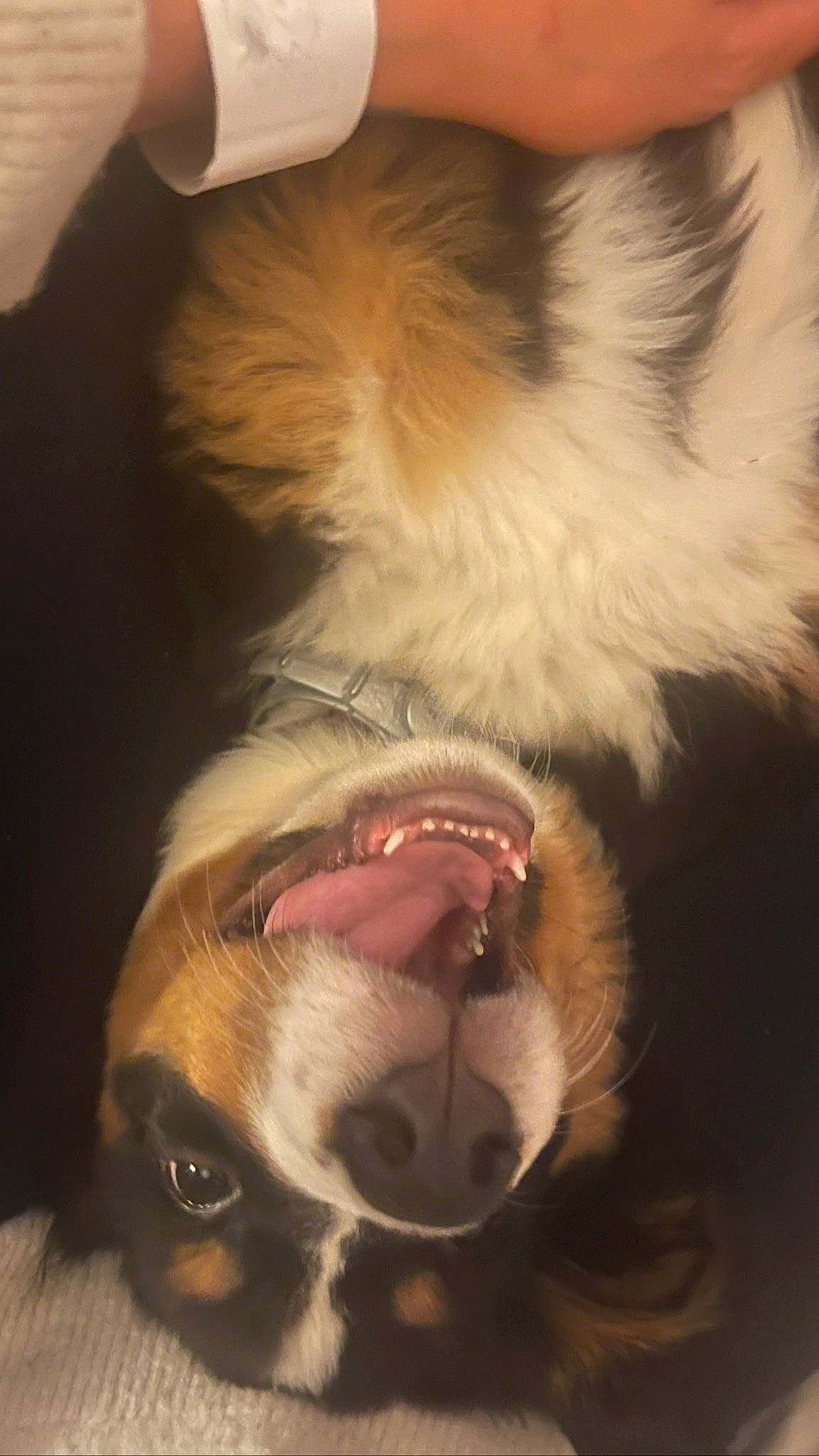 Blakely is registered to the contest to win money with this photo: carnivore, close_up, companion_dog, dog, dog_breed, ear, fang, fawn, felidae, jaw, nose, small_to_medium_sized_cats, smile, snout, sporting_group, tongue, tooth, whiskers, working_animal, yawn