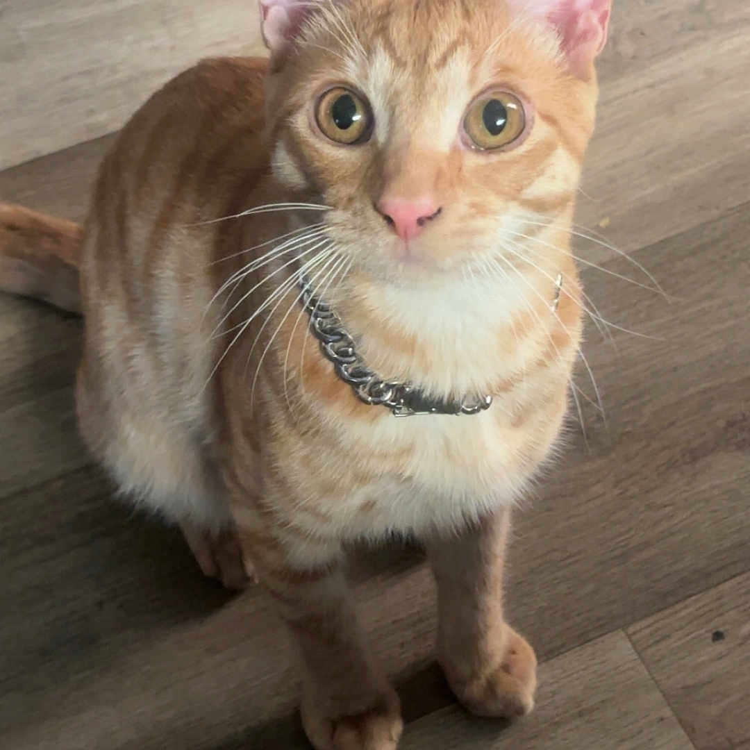 Kuku is registered to the contest to win money with this photo: abyssinian, accessories, animal, cat, collar, hardwood, harness, jewelry, kitten, leash, manx, necklace, pet, plywood, siamese, strap, wood