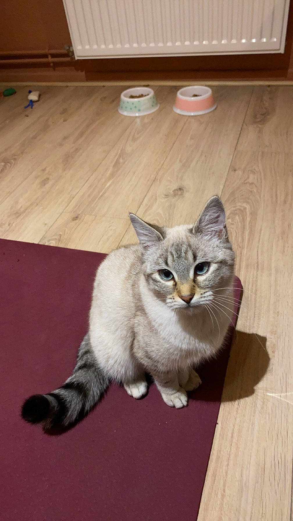 Lady a rejoint le concours — aidez-le/la à gagner de superbes lots ! animal, blue_eyes, calm, cat, cute, domestic_animal, ears, feline, flooring, food_bowls, fur, indoor, maroon_mat, pet, radiator, sitting, striped_tail, tail, whiskers, wooden_floor