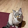 Lady a rejoint le concours — aidez-le/la à gagner de superbes lots ! cat, indoor, blue_eyes, sitting, wooden_floor, food_bowls, radiator, pet, animal, fur, tail, whiskers, looking, cute, domestic, maroon_mat, flooring, household, feline, calm