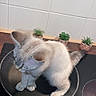 kitten, cat, frying_pan, stovetop, kitchen, succulent, plant, tile_wall, curious, pet, animal, domestic, indoor, small, cute, feline, white, gray, fur, paws