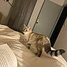 Lady a rejoint le concours — aidez-le/la à gagner de superbes lots ! cat, striped_tail, bed, blanket, book, lamp, wardrobe, door, indoor, curious, feline, fur, white, brown, cozy, home, pet, animal, looking_back, soft