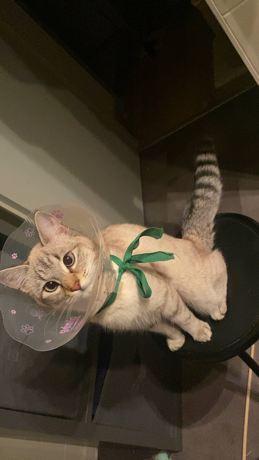 Lady