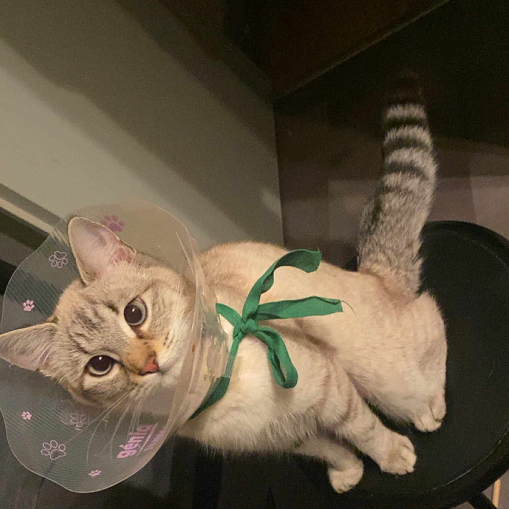 Lady