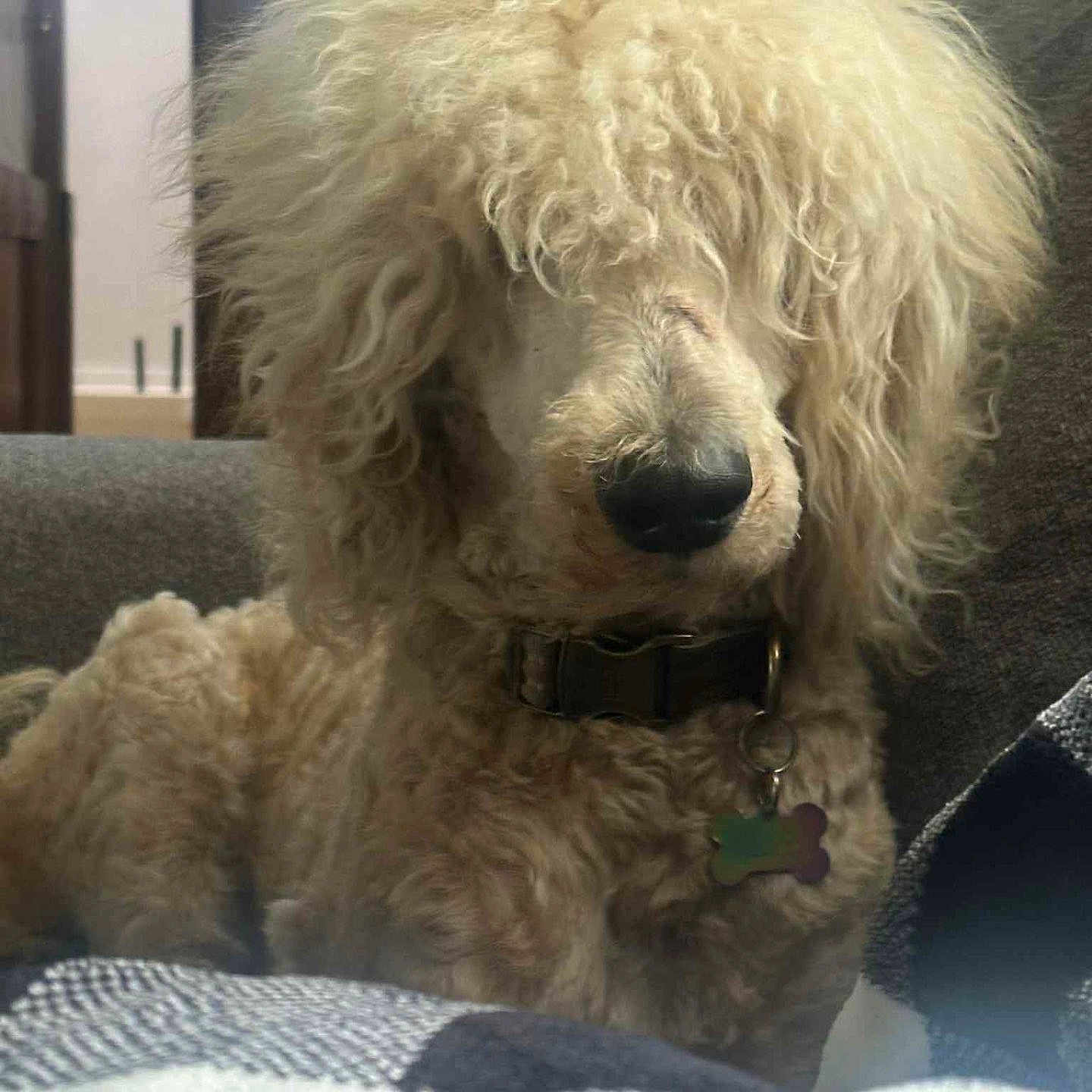 Clyde Dale joined the competition — help win amazing prizes! animal, blanket, collar, couch, curly_fur, cute, dog, domestic_animal, face, fluffy, fur, furry, home, indoor, mammal, nose, pet, portrait, relaxed, sitting