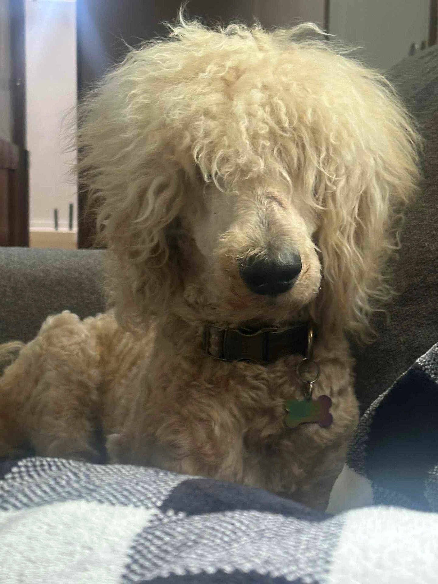 Clyde Dale joined the competition — help win amazing prizes! dog, curly_fur, pet, indoor, couch, blanket, collar, fur, mammal, animal, cute, domestic_animal, face, nose, fluffy, relaxed, home, portrait, furry, sitting