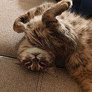 Luna participe au concours pour gagner de l'argent avec cette photo : cat, fluffy, sleeping, upside_down, paws, belly, fur, whiskers, face, pet, animal, couch, sofa, cushion, indoor, relaxed, cute, portrait, brown, cream