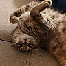 cat, fluffy, sleeping, upside_down, paws, belly, fur, whiskers, face, pet, animal, couch, sofa, cushion, indoor, relaxed, cute, portrait, brown, cream