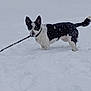 Lola Lou is registered to the contest to win money with this photo: animal, black_and_white, canine, cold, daytime, dog, ears, fur, ground, muzzle, nature, outdoor, pet, playful, snow, snowy, stick, tail, walking, winter