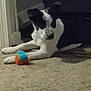 Lola Lou is registered to the contest to win money with this photo: dog, black_and_white, carpet, toy, ball, indoor, pet, animal, floor, curious, lying_down, playful, house, door_frame, domestic, canine, fur, resting, looking, shadow