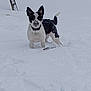 Lola Lou is registered to the contest to win money with this photo: animal, black_and_white, canine, cold, curious, daytime, dog, ears, fur, landscape, mammal, nature, outdoor, pet, playful, snow, snowflakes, standing, white_background, winter