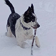 Lola Lou joined the competition — help win amazing prizes! active, animal, black_and_white, canine, cold, collar, dog, excited, fun, fur, leash, nature, outdoor, pet, playful, snow, snowy_ground, stick, walking, winter