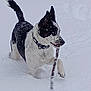 active, animal, black_and_white, canine, cold, collar, dog, excited, fun, fur, leash, nature, outdoor, pet, playful, snow, snowy_ground, stick, walking, winter