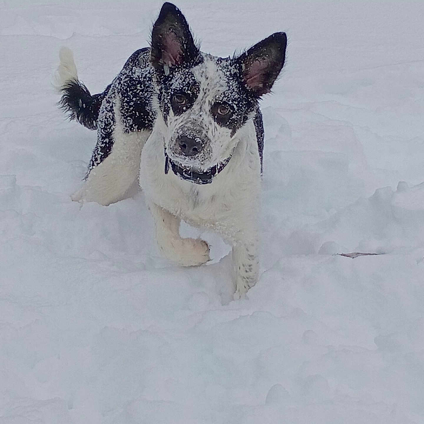 Lola Lou