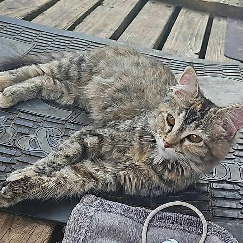 Roselynn is registered to the contest to win money with this photo: cat, tabby, feline, pet, animal, fur, ears, eyes, whiskers, relaxed, lounging, wooden_floor, rubber_mat, towel, cord, closeup, domestic, cute, resting, indoor