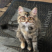 Roselynn joined the competition — help win amazing prizes! cat, kitten, glasses, mat, floor, tabby, animal, pet, cute, fur, whiskers, ears, outdoor, texture, looking_up, small, playful, sitting, funny, young