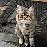 cat, kitten, glasses, mat, floor, tabby, animal, pet, cute, fur, whiskers, ears, outdoor, texture, looking_up, small, playful, sitting, funny, young