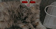 Roselynn joined the competition — help win amazing prizes! animal, cat, cute, digital_edit, fluffy, fur, indoor, mammal, mat, paw, pet, pink_nose, playful, relaxed, resting, striped, sunglasses, tabby, texture, young_cat