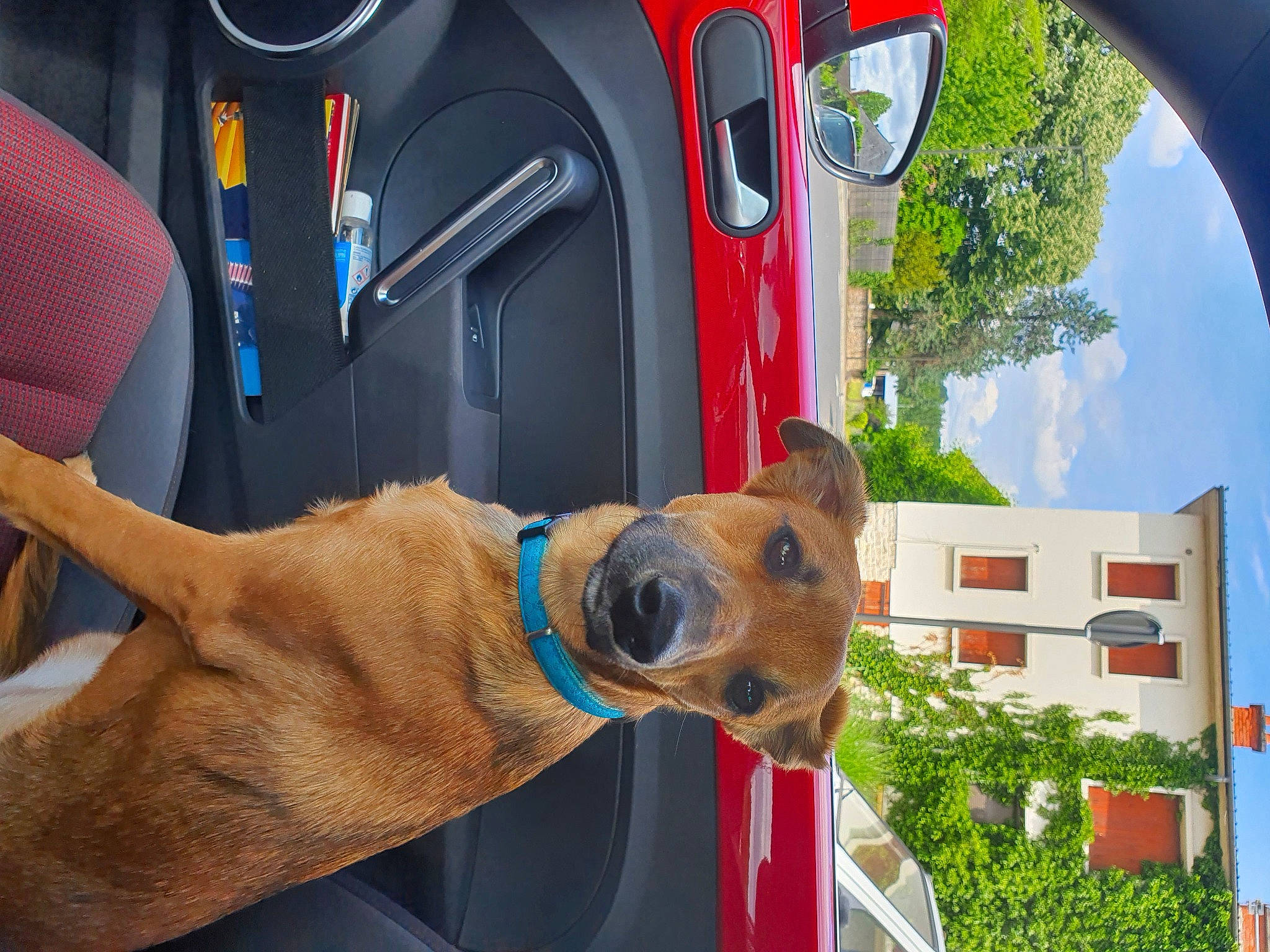 Titoune participe au concours pour gagner de l'argent avec cette photo : automotive_exterior, automotive_lighting, automotive_tail_brake_light, car, carnivore, cloud, collar, companion_dog, dog, dog_breed, dog_collar, dog_supply, fawn, motor_vehicle, plant, sky, snout, vehicle, vehicle_door, working_animal