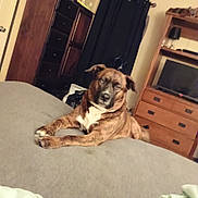 Dipper joined the competition — help win amazing prizes! dog, bed, bedroom, furniture, curtains, wooden, indoor, pet, canine, resting, brown, white, blanket, drawer, cabinet, television, household, relaxed, domestic, fur