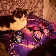 Pepper joined the competition — help win amazing prizes! cat, pet, blanket, butterfly, purple, paisley, patterned_wall, bedding, pillow, fur, white_fur, gray_fur, sleepy, relaxed, indoor, bed, closeup, low_light, portrait, decor