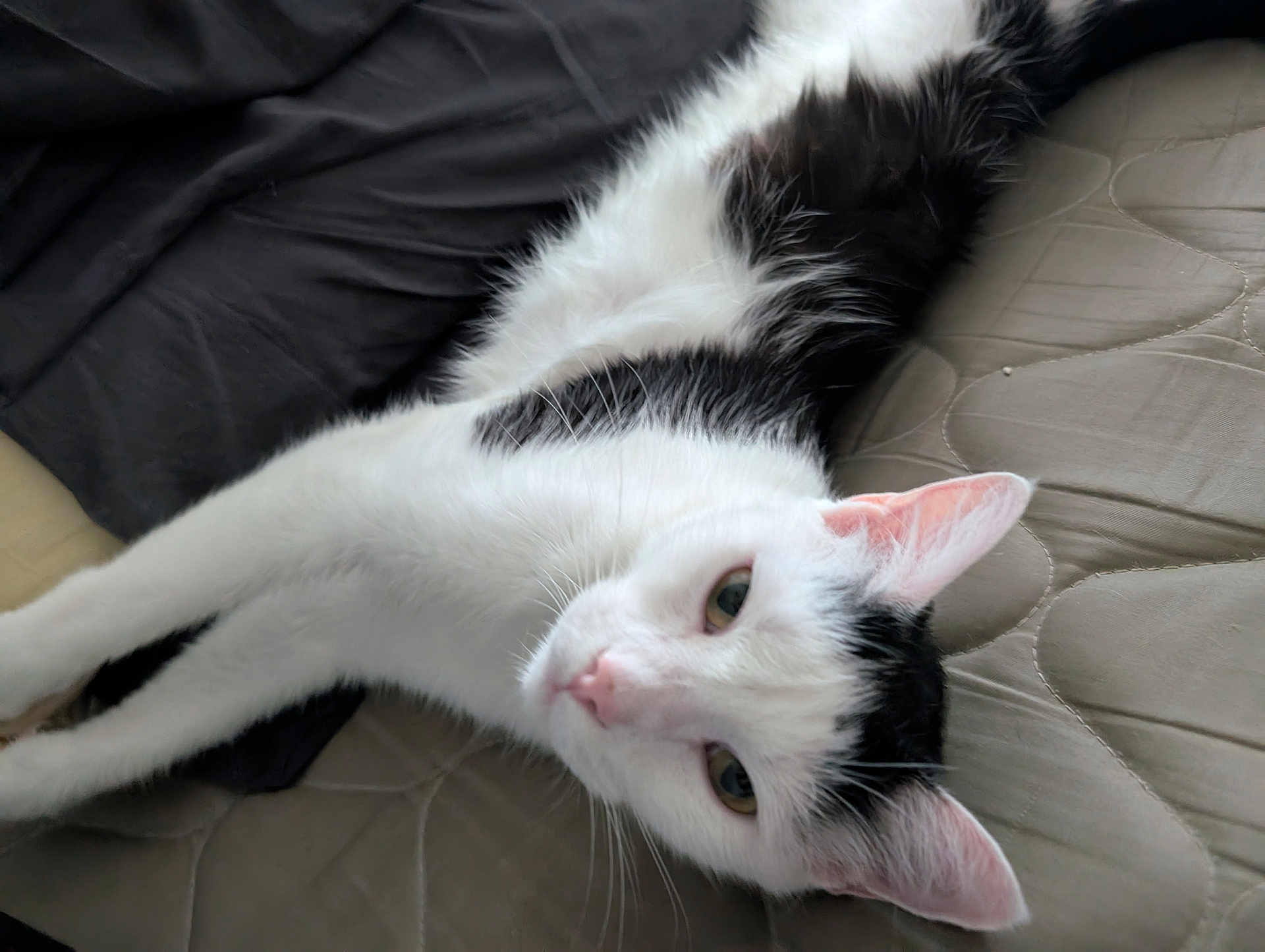 Loki