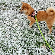 Hiro participe au concours pour gagner de l'argent avec cette photo : alert, animal, brown_fur, canine, cold_weather, curly_tail, daytime, dog, grass, harness, leash, nature, outdoor, pet, playful, shiba_inu, side_view, snow, walking, winter