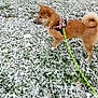 alert, animal, brown_fur, canine, cold_weather, curly_tail, daytime, dog, grass, harness, leash, nature, outdoor, pet, playful, shiba_inu, side_view, snow, walking, winter