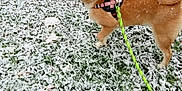 Hiro participe au concours pour gagner de l'argent avec cette photo : alert, animal, brown_fur, canine, cold_weather, curly_tail, daytime, dog, grass, harness, leash, nature, outdoor, pet, playful, shiba_inu, side_view, snow, walking, winter
