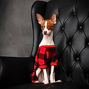 Bucky joined the competition — help win amazing prizes! animal, background, black_leather_chair, cozy, cute, dog, ears, expression, fur, furniture, indoor, looking_away, pet, plaid, portrait, puppy, red_sweater, sitting, small_dog, studio