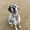 Schumi participe au concours pour gagner de l'argent avec cette photo : animal, beach, canine, collar, daylight, dog, friendly, fur, happy, looking_up, nature, open_mouth, outdoor, paw_prints, pet, playful, sand, sitting, smiling, spotted_coat