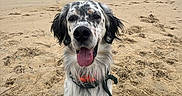 Schumi a rejoint le concours — aidez-le/la à gagner de superbes lots ! animal, beach, canine, cloudy, coast, collar, dog, happy, nature, ocean, outdoor, pet, playful, sand, seashore, sitting, sky, tongue_out, water, waves