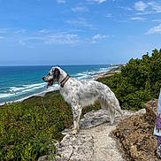 Schumi participe au concours pour gagner de l'argent avec cette photo : adventure, animal, cloud, coast, collar, daylight, dog, greenery, horizon, landscape, nature, ocean, outdoor, pet, rock, scenic, sky, summer, water, waves