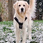 Tornade a rejoint le concours — aidez-le/la à gagner de superbes lots ! dog, golden_retriever, snow, grass, outdoor, pet, animal, harness, tail, fur, canine, nature, park, winter, standing, mammal, domestic_animal, grassland, leaf, tree