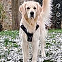 dog, golden_retriever, snow, grass, outdoor, pet, animal, harness, tail, fur, canine, nature, park, winter, standing, mammal, domestic_animal, grassland, leaf, tree
