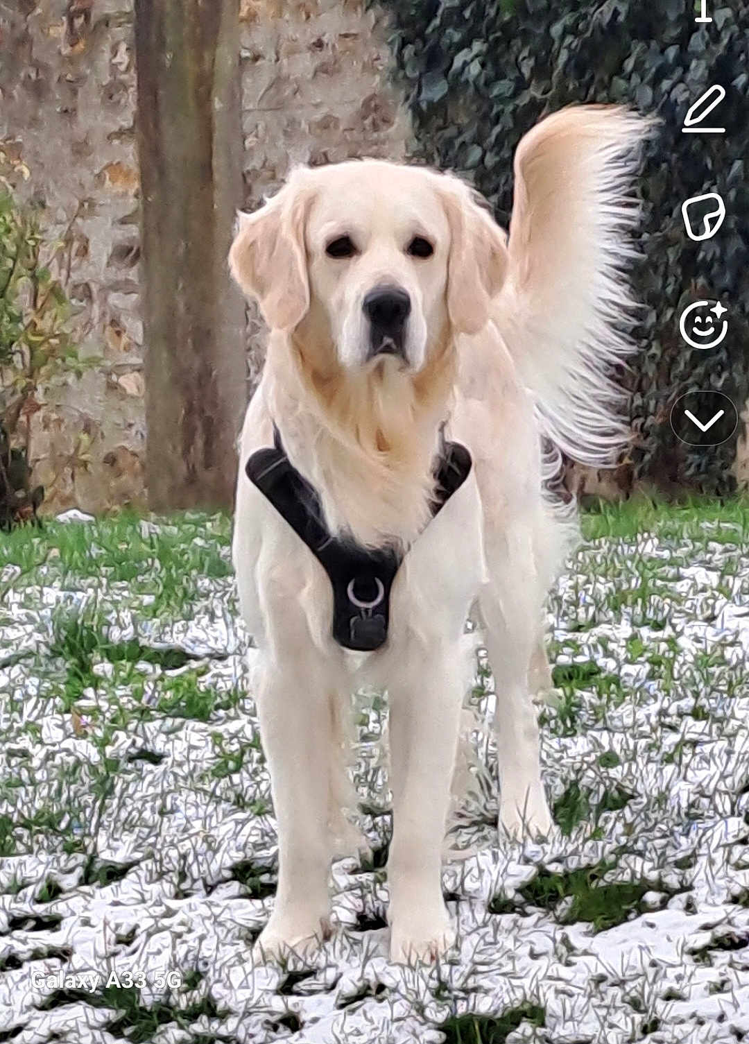 Tornade a rejoint le concours — aidez-le/la à gagner de superbes lots ! dog, golden_retriever, snow, grass, outdoor, pet, animal, harness, tail, fur, canine, nature, park, winter, standing, mammal, domestic_animal, grassland, leaf, tree
