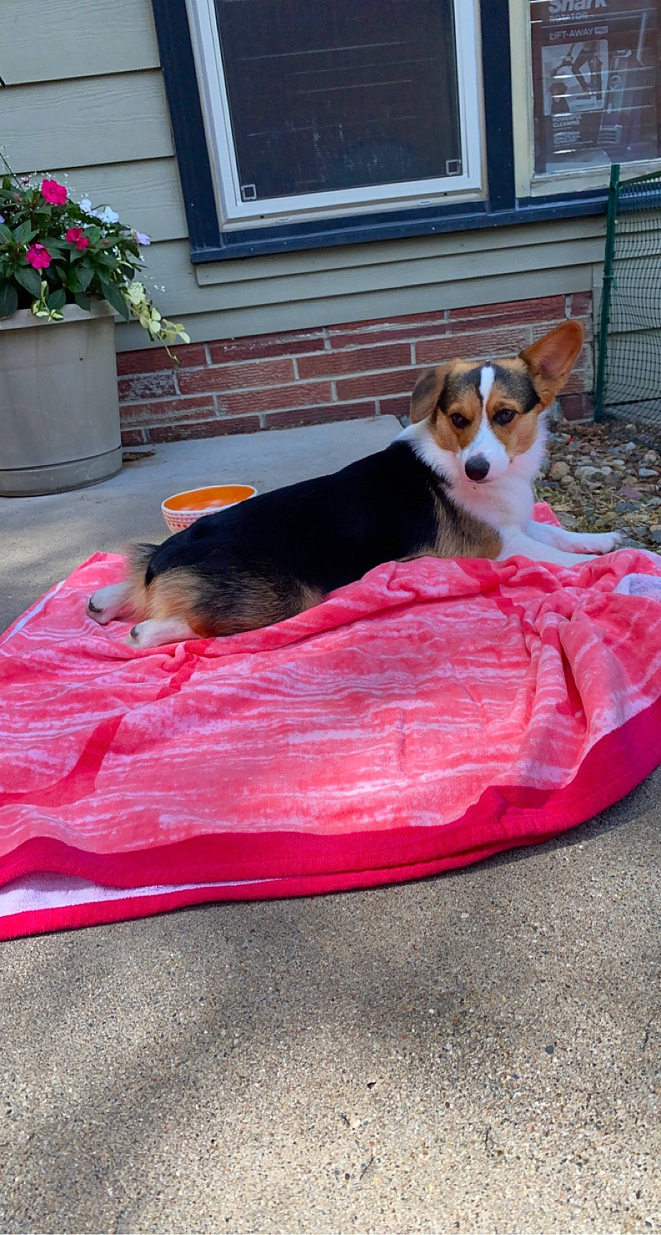 Daisy is registered to the contest to win money with this photo: carnivore, collar, comfort, companion_dog, dog, dog_bed, dog_breed, dog_supply, fawn, flooring, flower, flowerpot, grass, houseplant, pet_supply, pink, plant, sporting_group, tail, window
