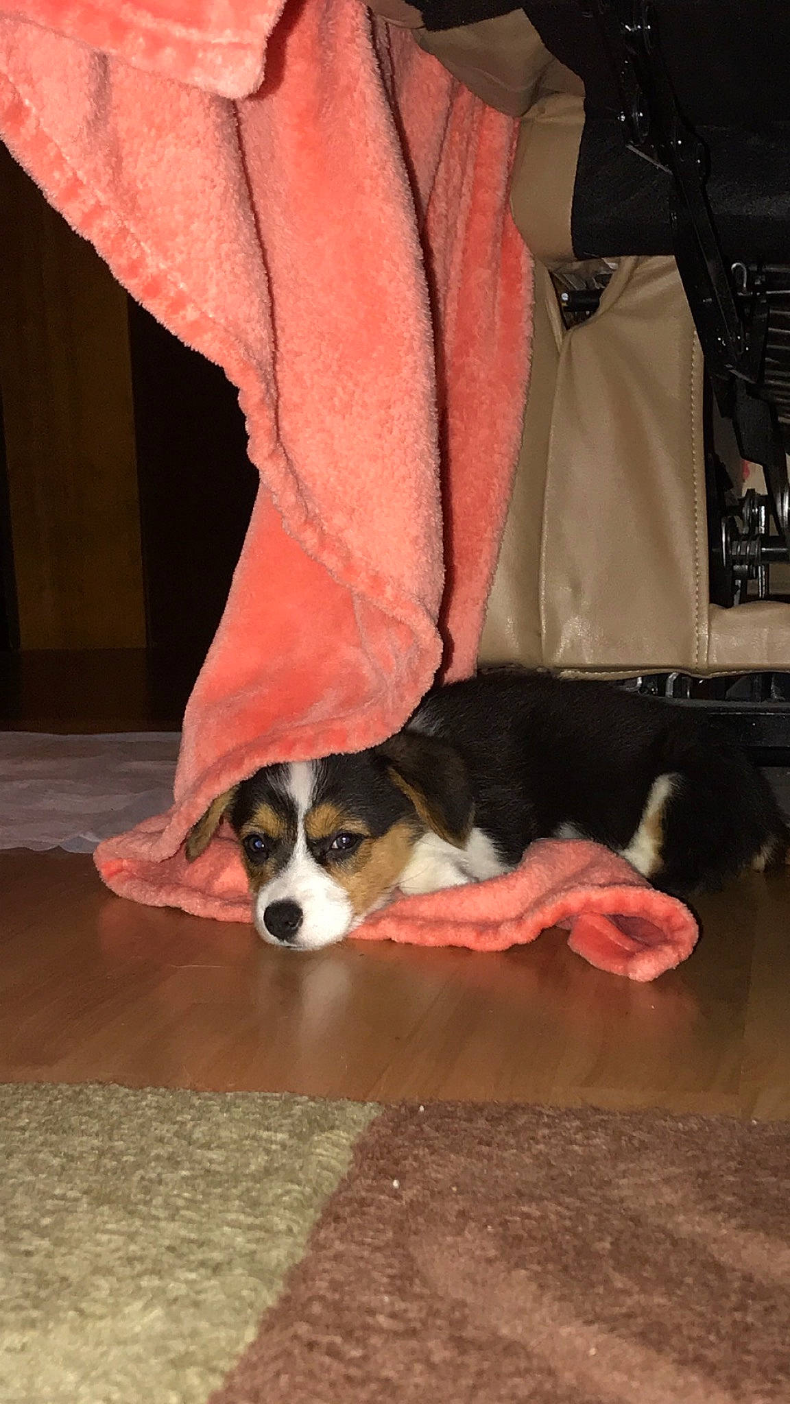 Daisy joined the competition — help win amazing prizes! bag, canidae, carnivore, cavalier_king_charles_spaniel, companion_dog, dog, dog_breed, dog_supply, flooring, fur, hardwood, luggage_and_bags, paw, scent_hound, snout, spaniel, sporting_group, terrestrial_animal, whiskers, wood