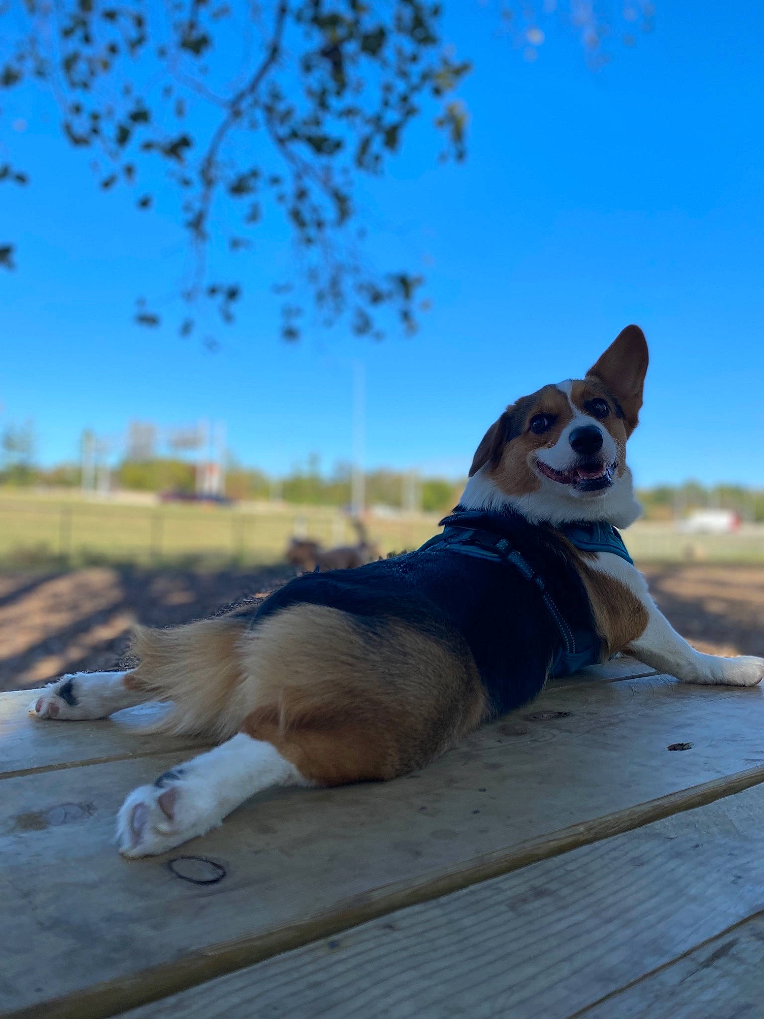 Daisy is registered to the contest to win money with this photo: australian_cattle_dog, carnivore, companion_dog, dog, dog_breed, fawn, goggles, grass, herding_dog, landscape, leisure, plant, sky, snout, sporting_group, tail, tree, whiskers, wildlife, wood