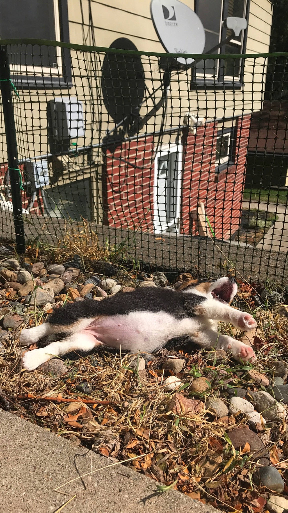 Daisy is registered to the contest to win money with this photo: animal_shelter, beak, canidae, fawn, fence, flightless_bird, fur, grass, landscape, livestock, mesh, rabbit, rabbits_and_hares, snout, soil, sporting_group, tail, water_bird, wildlife, wire_fencing