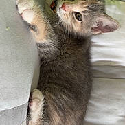 Gamatatsu joined the competition — help win amazing prizes! kitten, cat, feline, pet, animal, cute, fur, whiskers, paws, relaxing, cushion, sofa, indoor, cozy, sleepy, young, domestic, closeup, resting, adorable